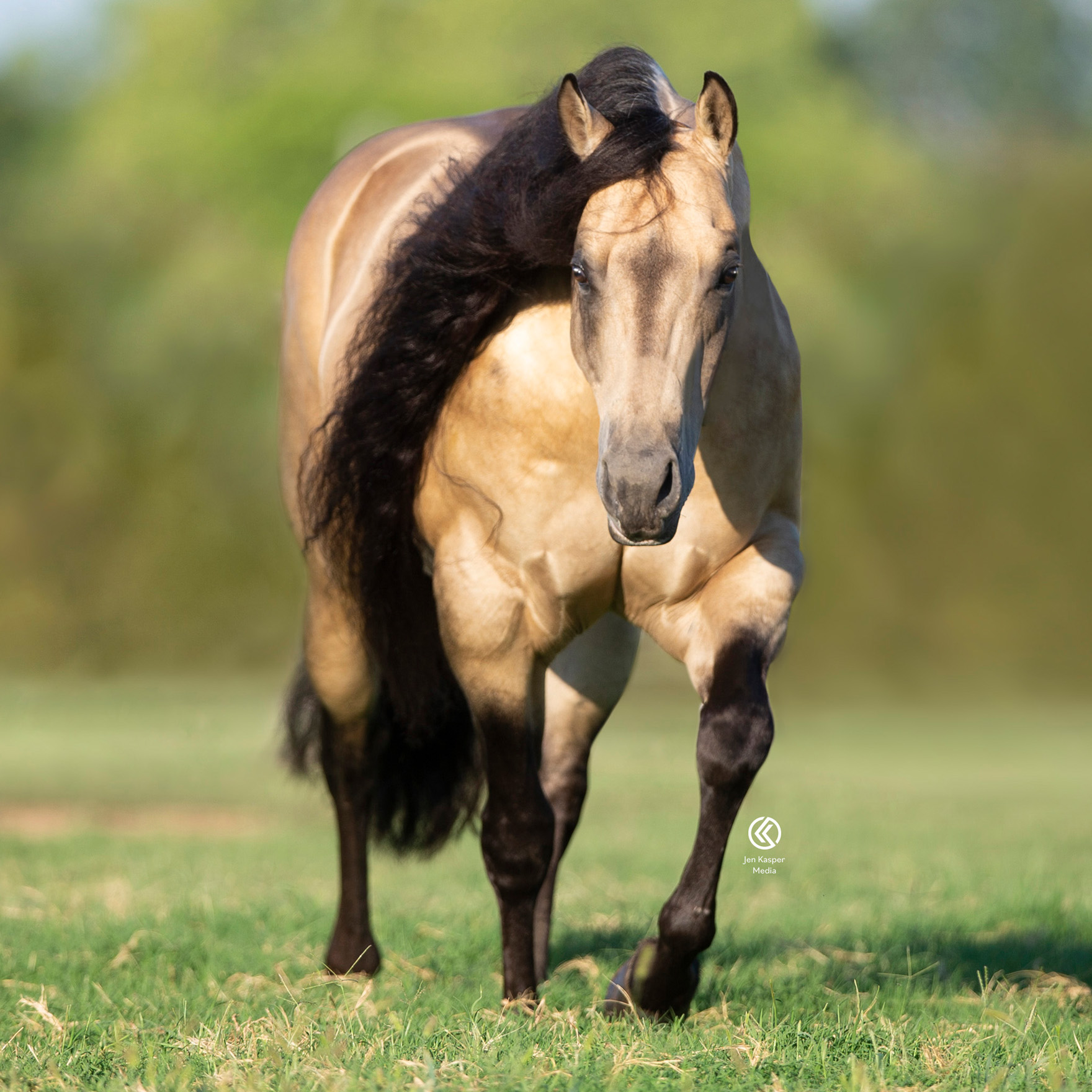 No Mans Whizkey Stallion Register Directory no-mans-whizkey-stallion-register-directory