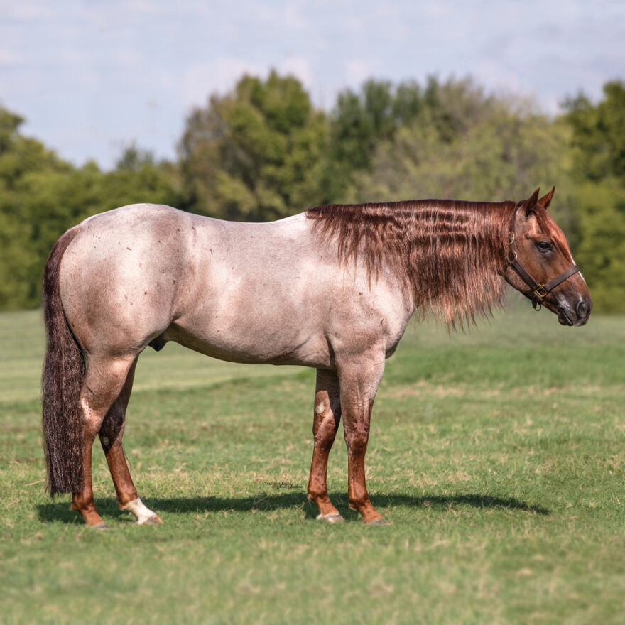 Metallics MVP stallion