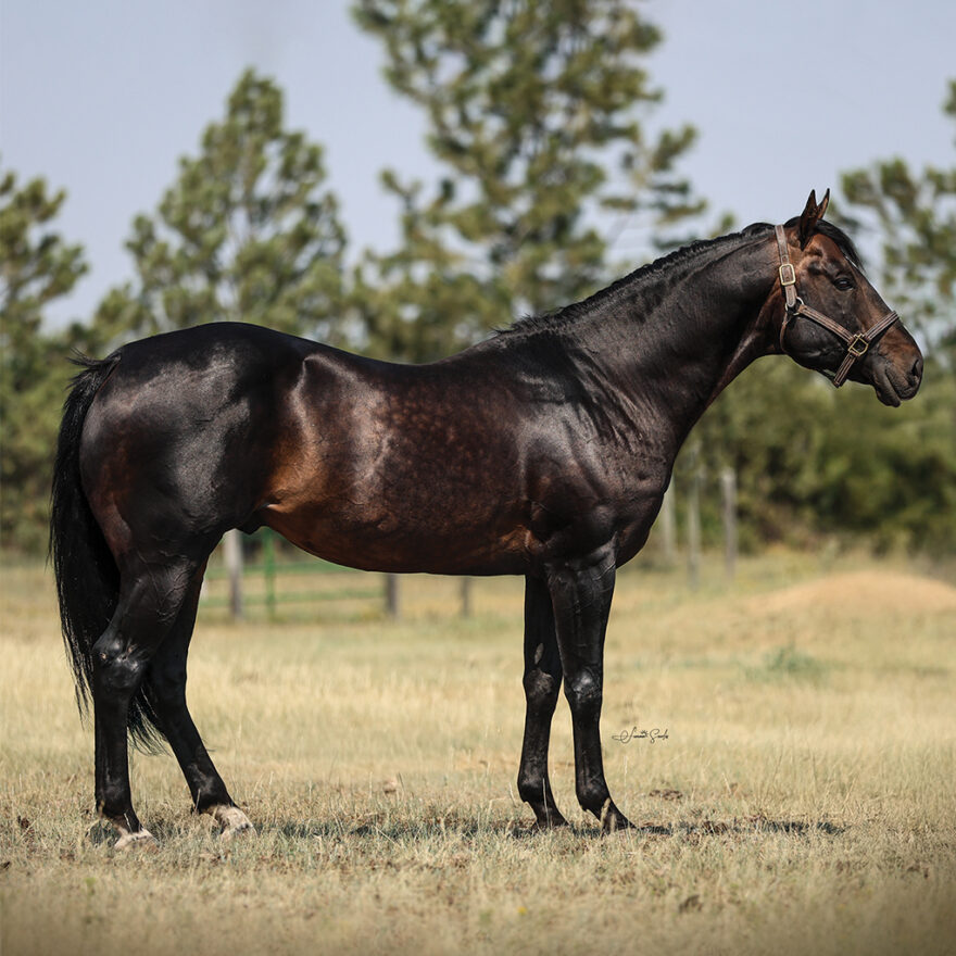 Tresseis Royal Fame